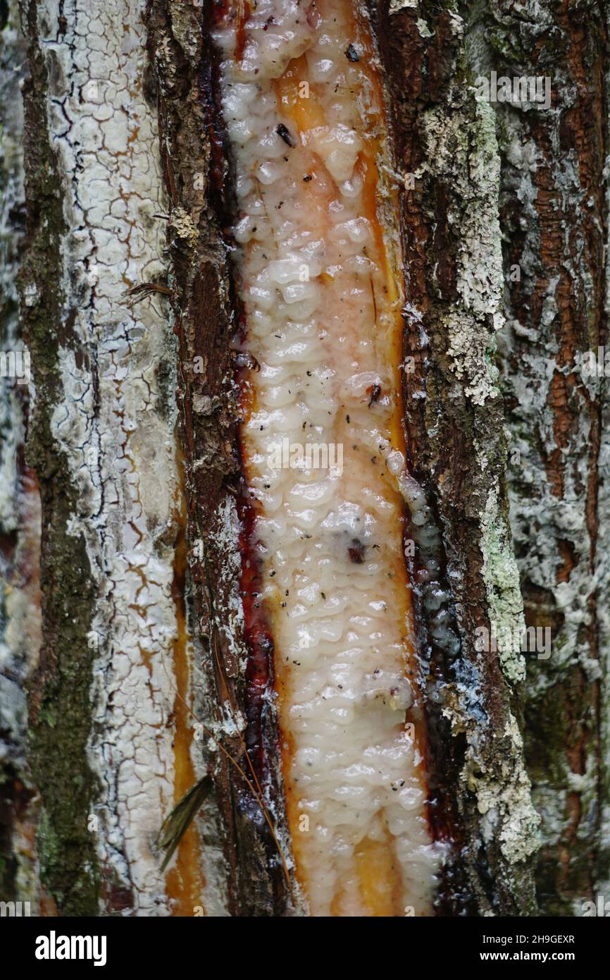 The traditional pine resin extraction process Stock Photo Alamy
