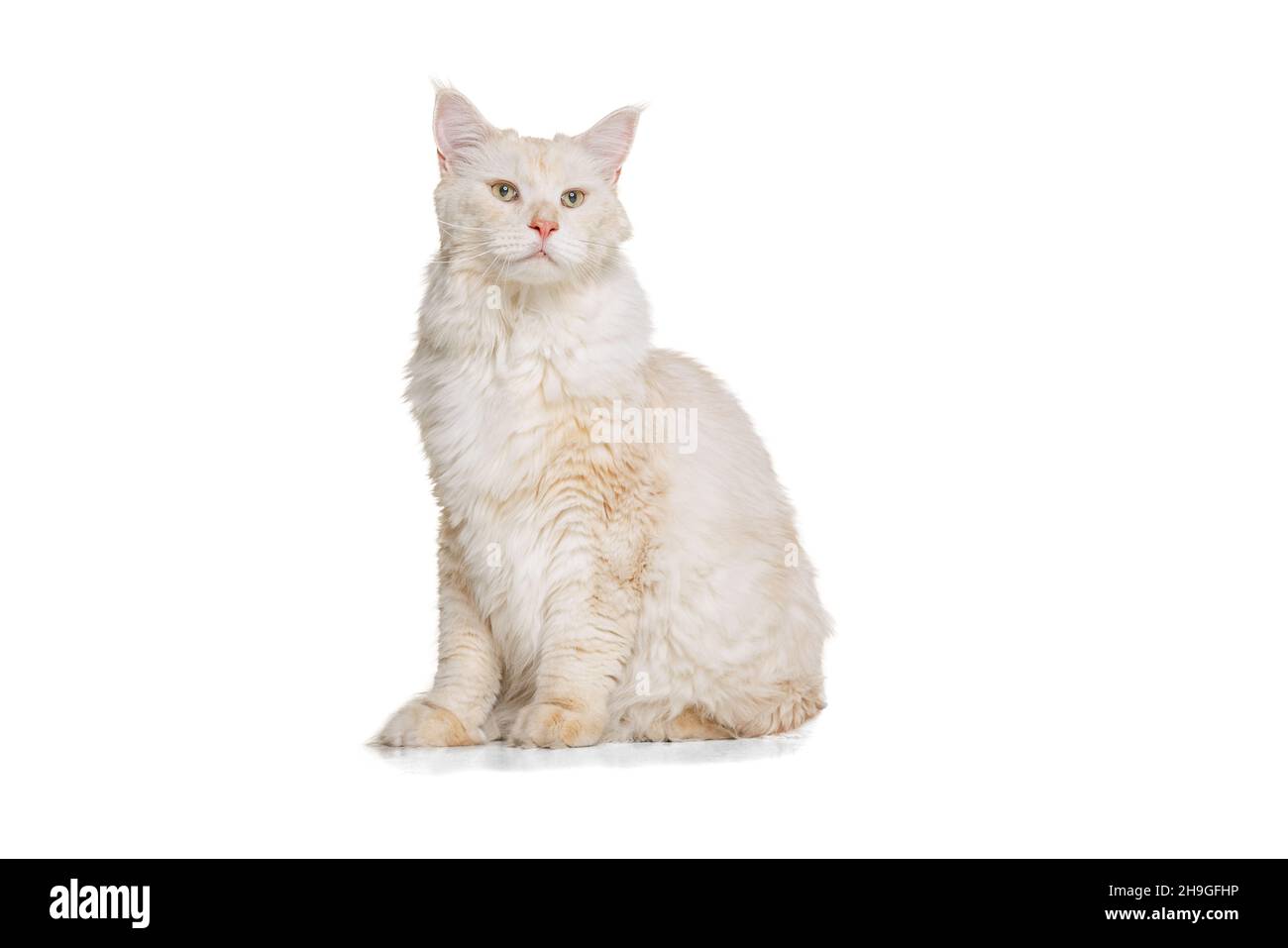 Full-length portrait of beautiful cream color cat, big fluffy Maine ...