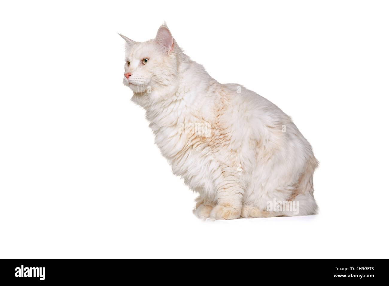 Portrait of adorable purebred cat, big fluffy Maine Coon cat sitting on ...