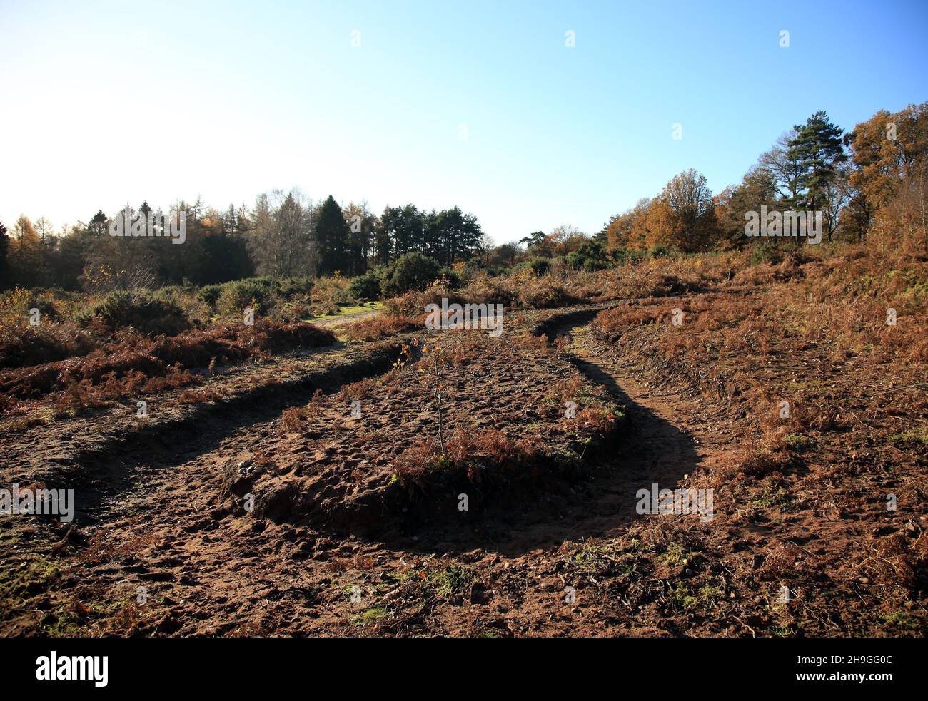 Sandy scrapes created for burrowing insects on Kinver edge ...
