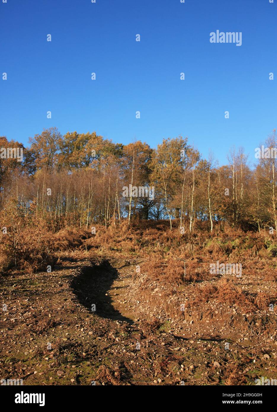 Sandy scrapes created for burrowing insects on Kinver edge ...