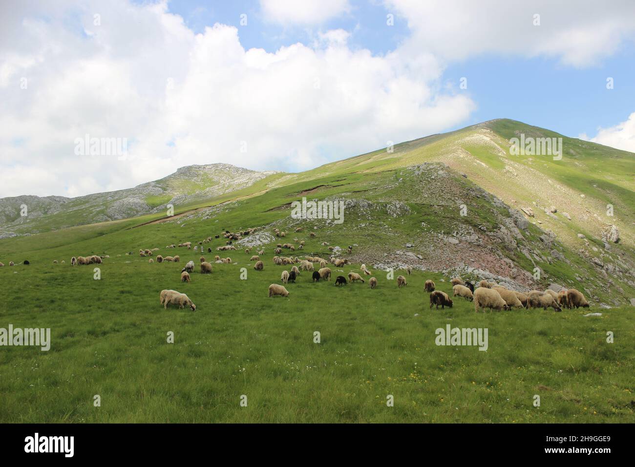 Flock of sheep grazing in a green field on a hill Stock Photo - Alamy