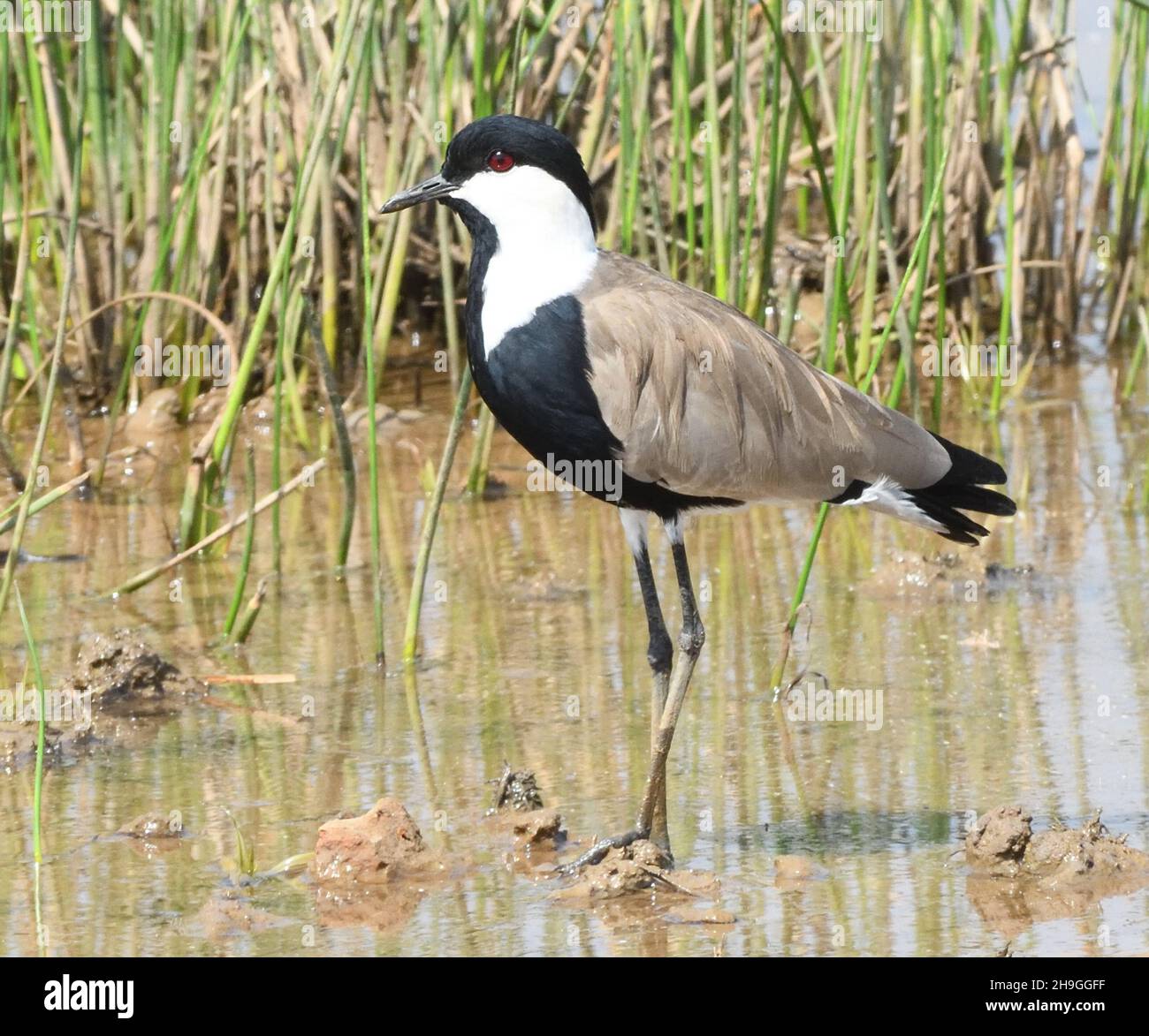 A spur-winged lapwing (Vanellus spinosus) wades through a muddy pool.  Njau, The Republic of the Gambia. Stock Photo