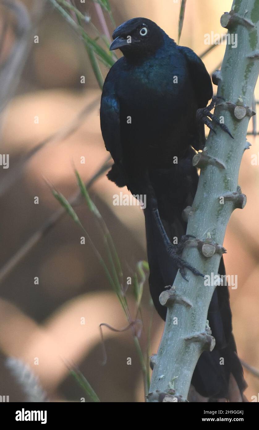 A long-tailed glossy starling (Lamprotornis caudatus) perching in a tree. Kunda, The Republic of the Gambia. Stock Photo