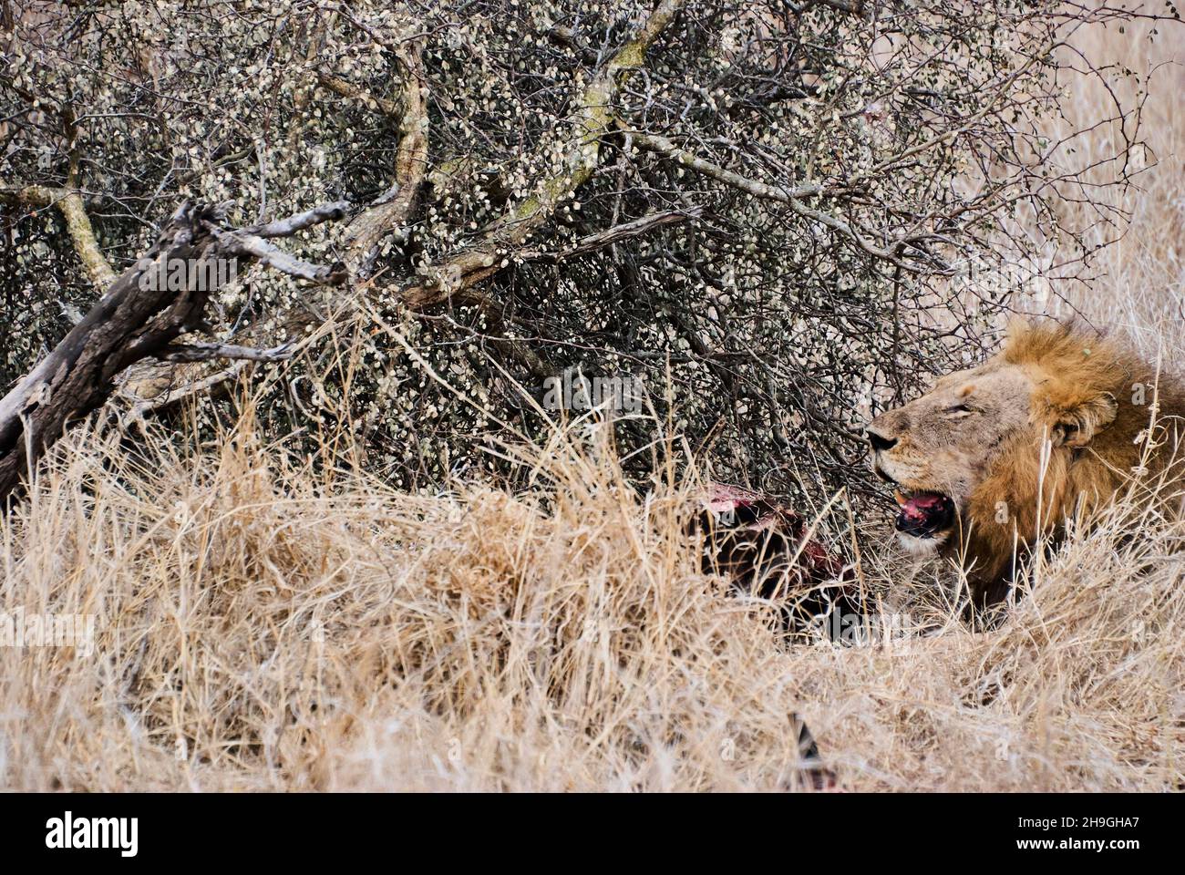 African Lion in its natural habitat in the bush Stock Photo - Alamy