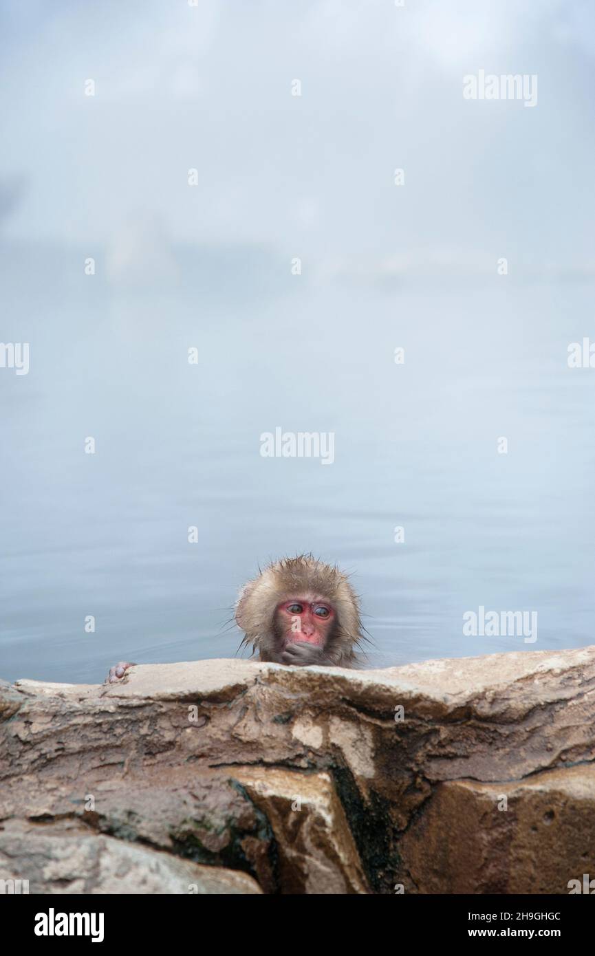 A young Japanese macaque, also known as a snow monkey, inside the hot spring pool at Jigokundai Yaen Koen in Yamanouchi in Nagano, Japan. Stock Photo