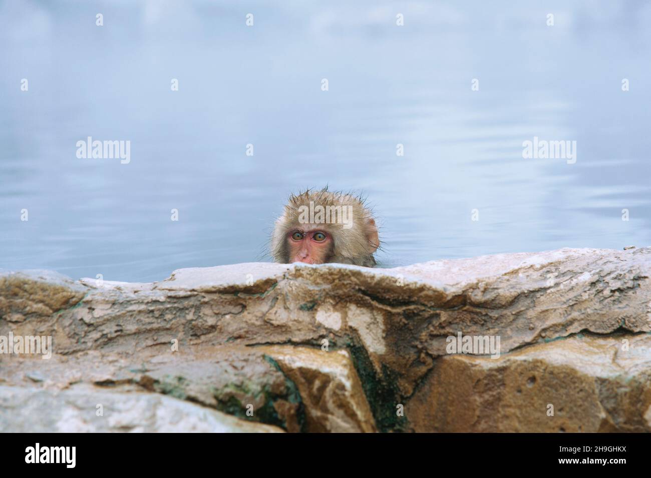 A Japanese macaque, also known as a snow monkey, sitting in the hot spring pool at Jigokundai Yaen Koen in Yamanouchi in Nagano, Japan. Stock Photo