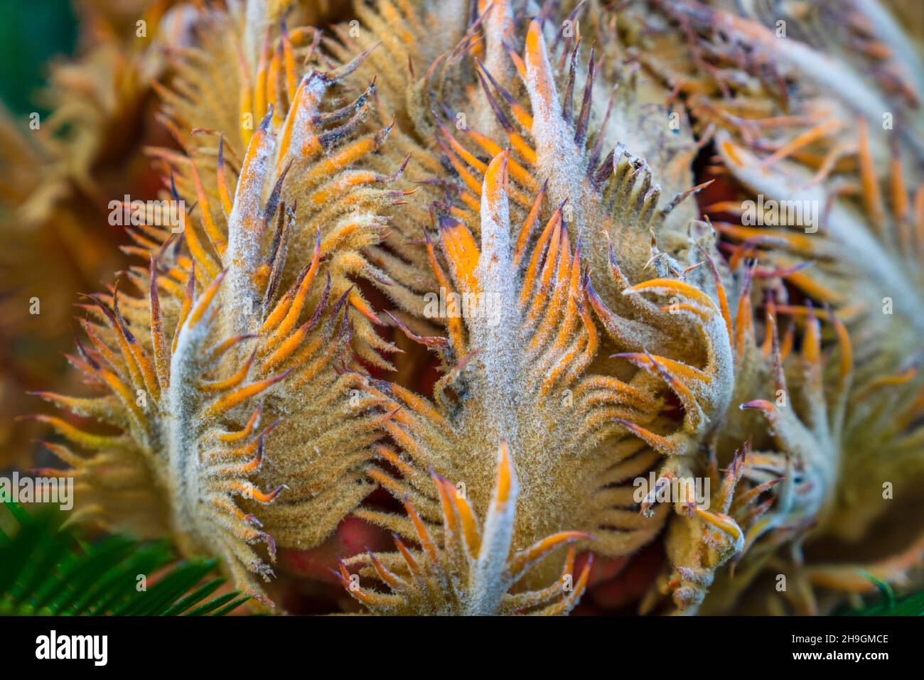 Background with exotic tropical multicolored flower with leaves in form of tentacles. Close-up Stock Photo