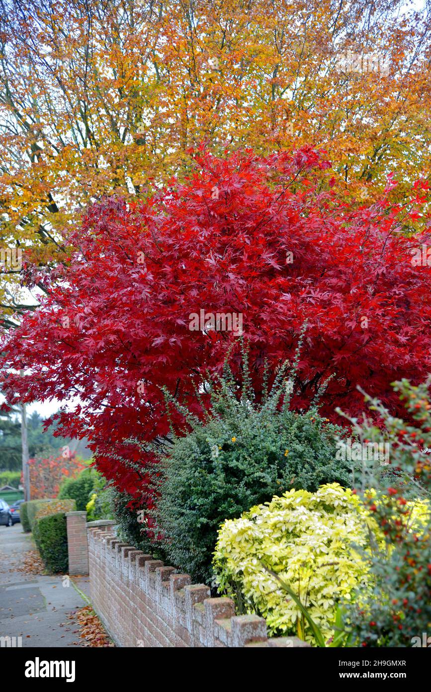 Japanese Maple / Acer in a street in Maidstone, Kent, UK. Mid November 2021 Stock Photo