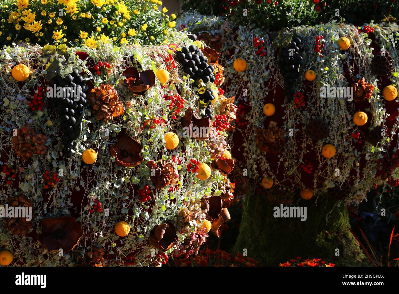 Meran, Kurstadt, Weinfest, Trachtenfest, Trachtenumzug, Herbstschmuck oder Gesteck im Morgenlicht, Meran, Südtirol, Dolomiten, Italien Stock Photo