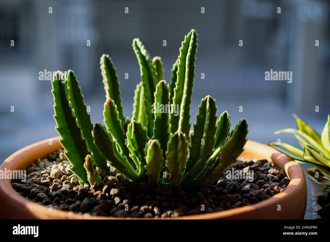 close up stem of huernia stapelia gigantea in planting pot Stock Photo