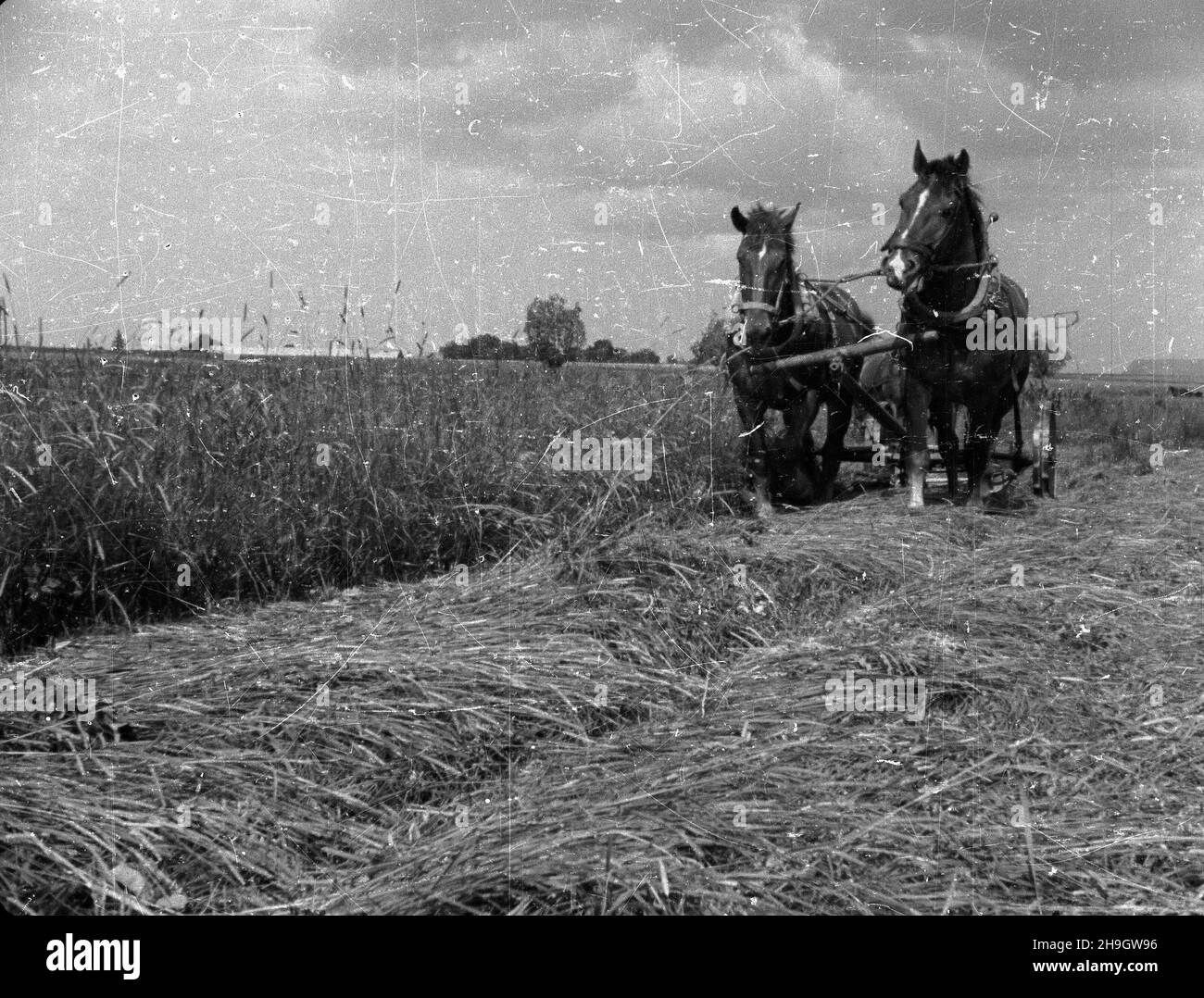 Polska, 1948-07. Sianokosy, koszenie traw na siano. bb PAP Dok³adny dzieñ  wydarzenia nieustalony. Poland, July 1948. Haying. bb PAP Stock Photo -  Alamy