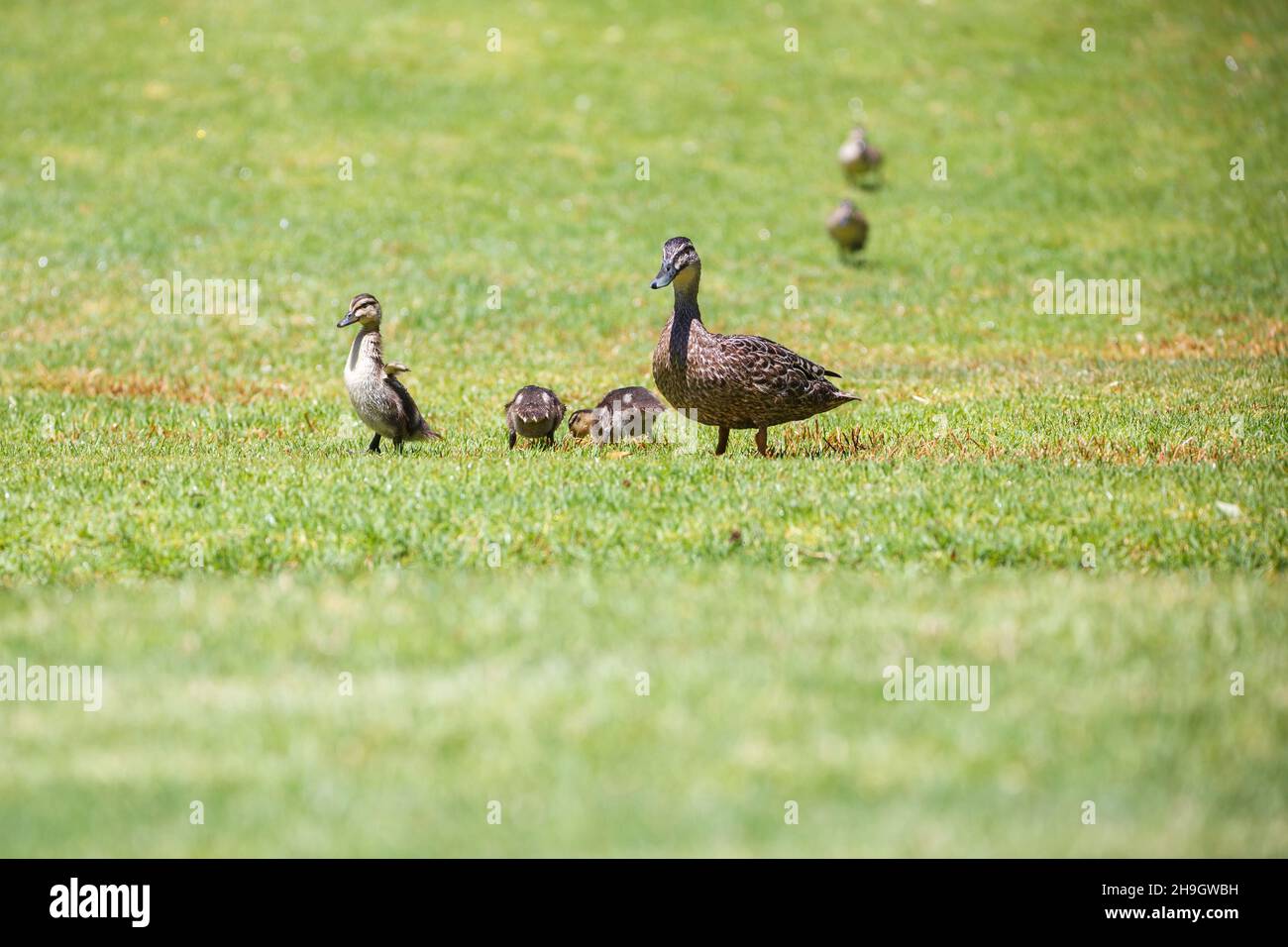 Mother duck with babies in garden hi-res stock photography and images ...
