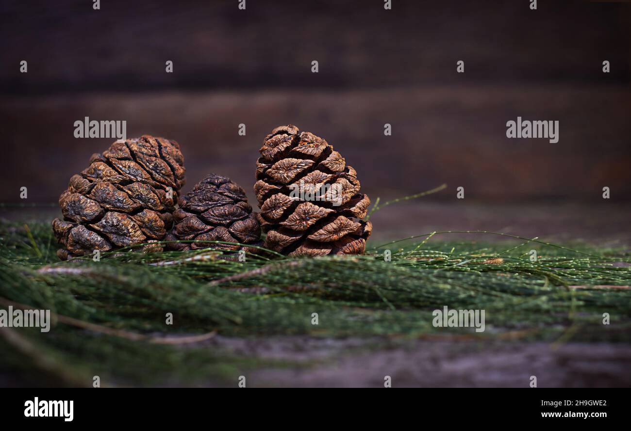 Christmas sequoia cones on coniferous branches on a wooden background. Stock Photo