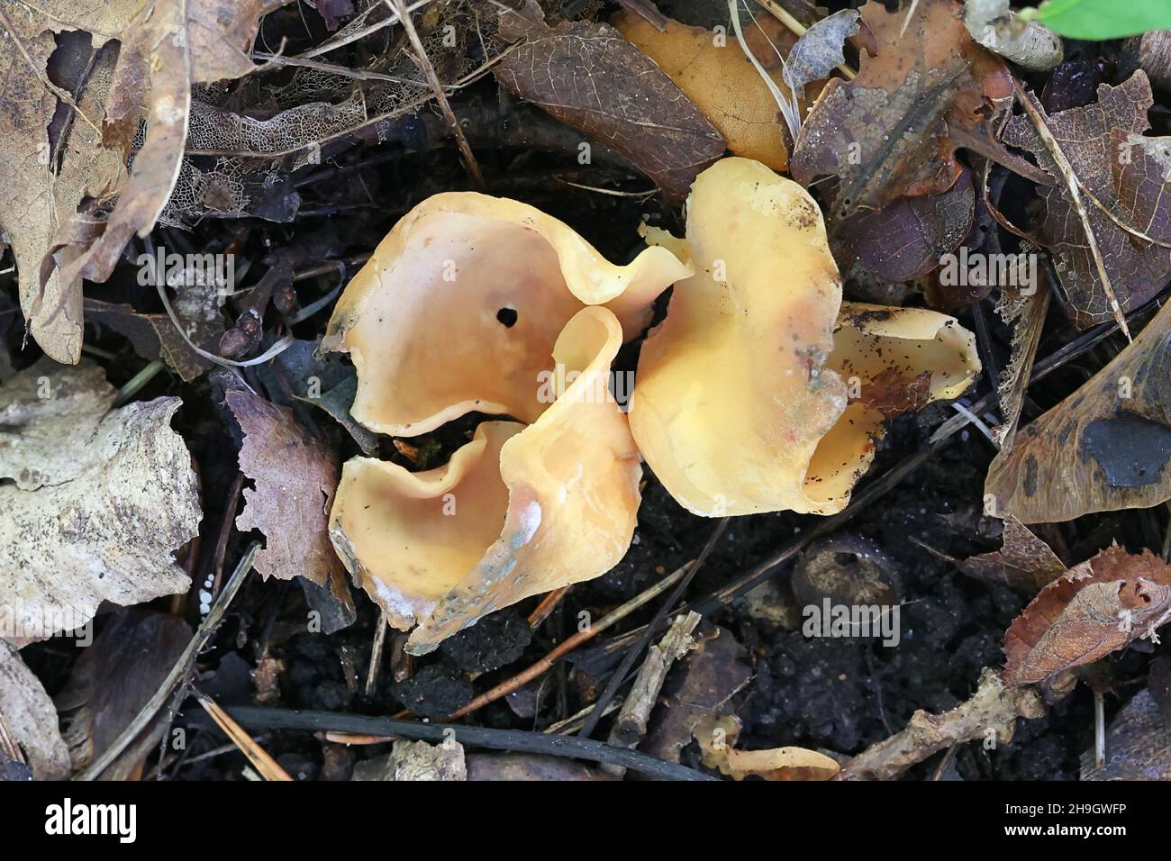 Otidea onotica, known as hare's ear, a rabbit-ear fungus from Finland Stock Photo
