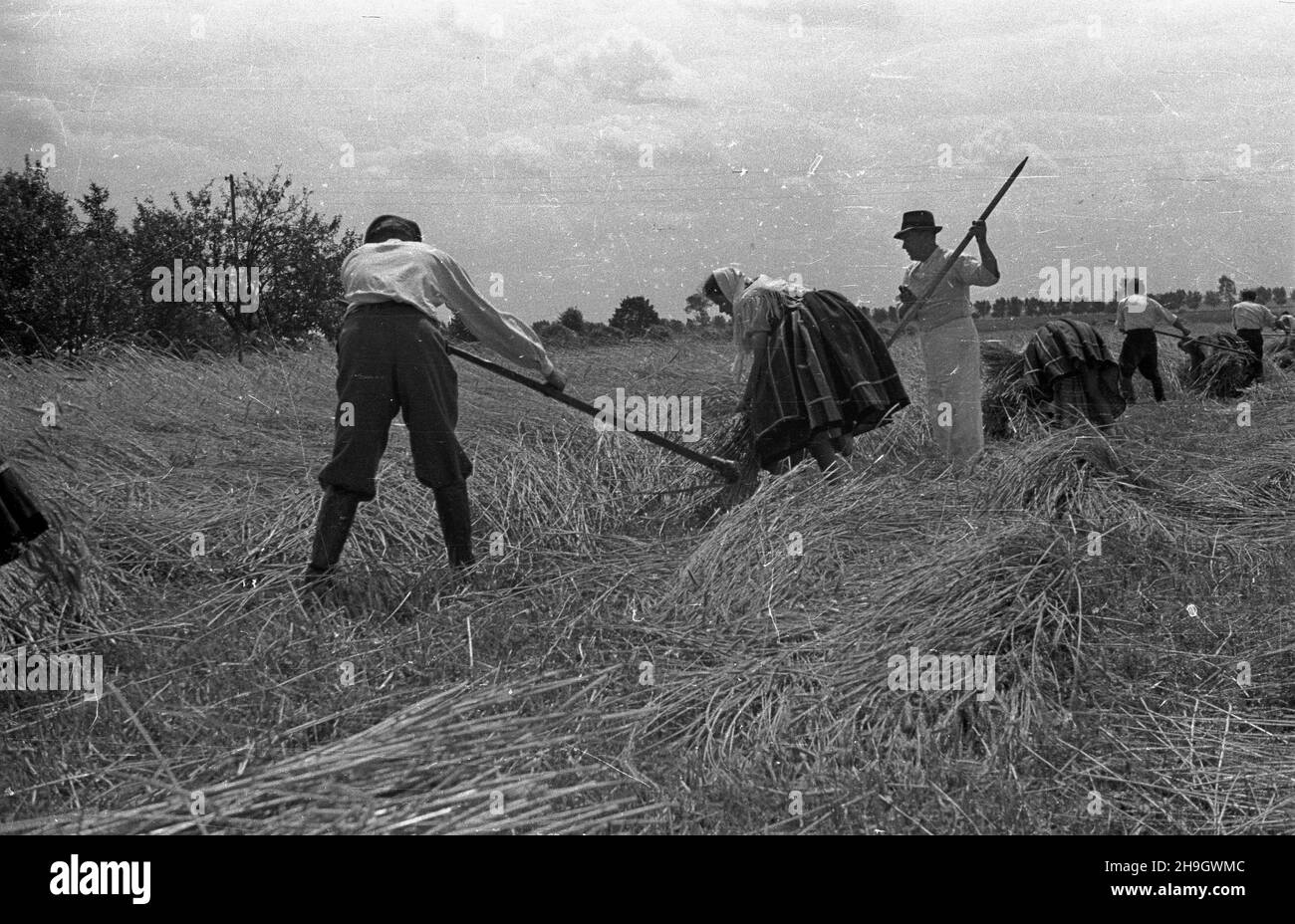 Reaping Harvest Black and White Stock Photos & Images - Alamy