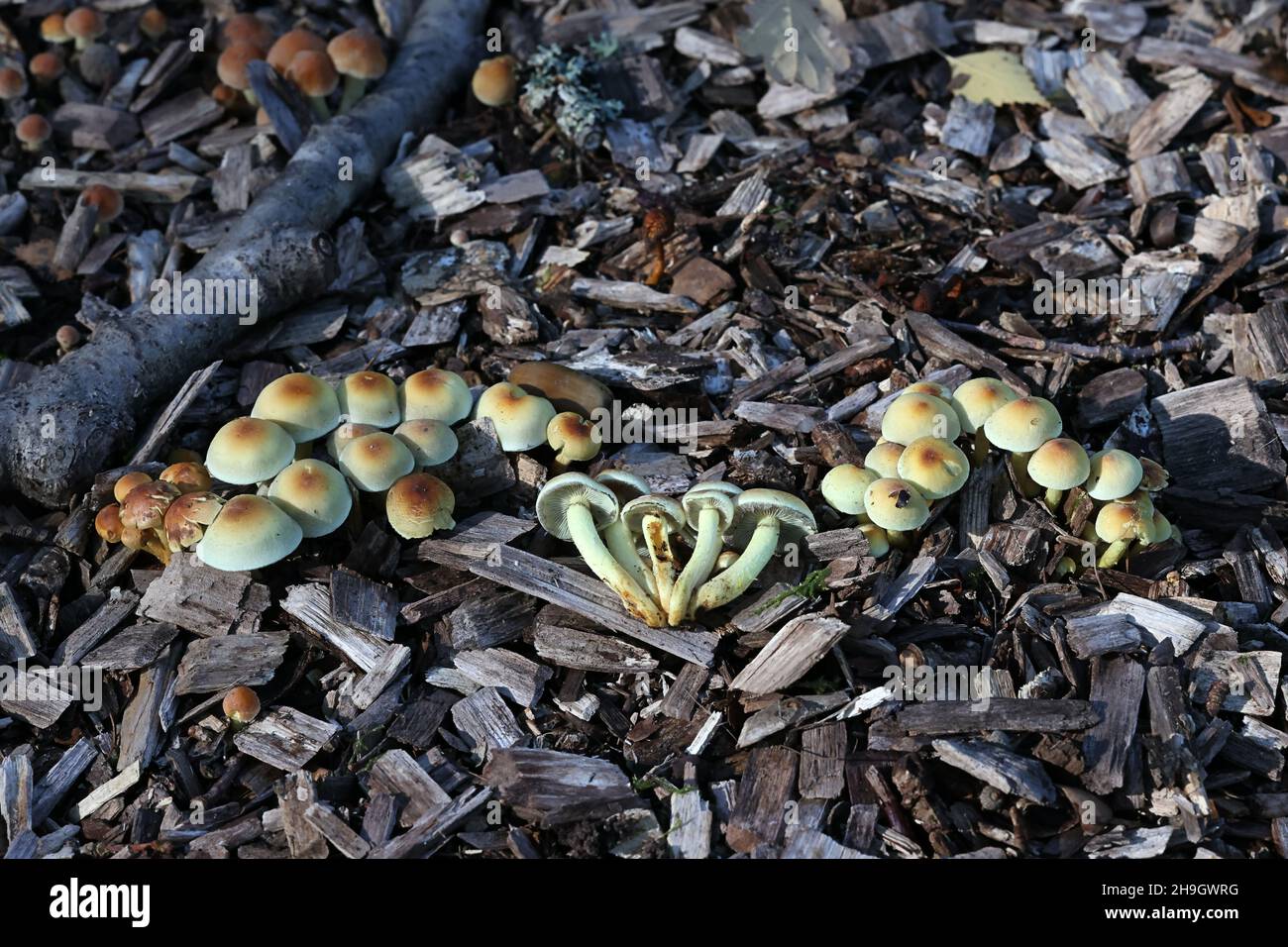 Hypholoma fasciculare, known as sulphur tuft, sulfur tuft or clustered woodlover, poisonous mushroom from Finland Stock Photo