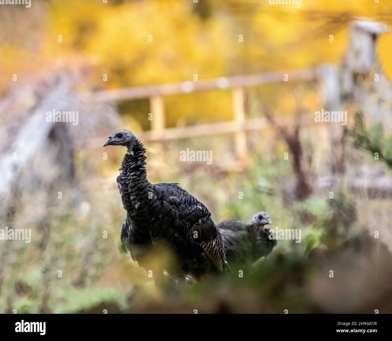 Turkeys In Minnesota Turkeys nature hi-res stock photography and images - Alamy