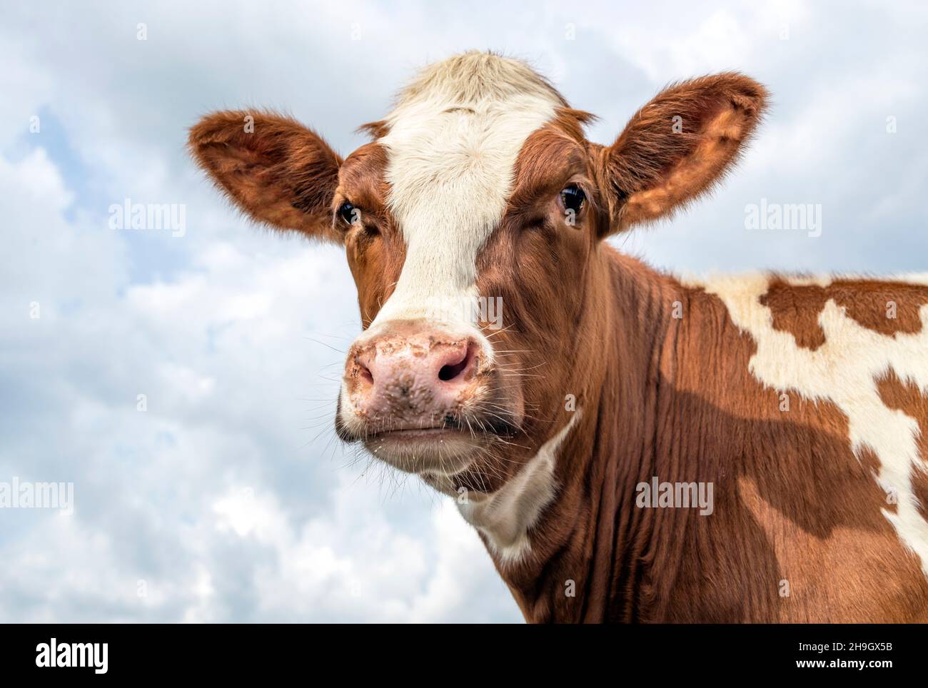 Portrait of a cow, lovely red bovine, with white blaze, pink nose and friendly and calm expression, a sky background Stock Photo