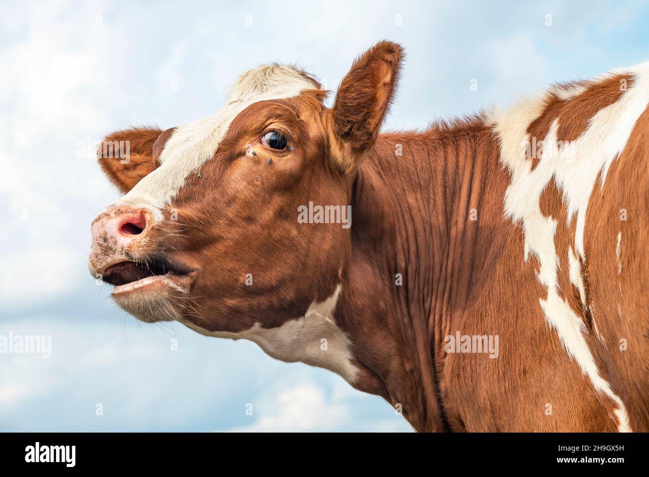 Cow face mouth hi-res stock photography and images - Alamy