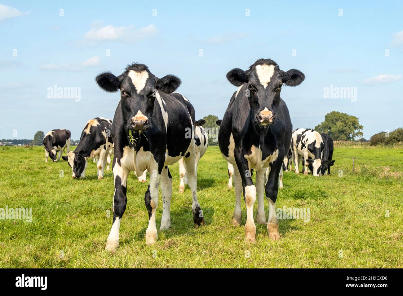 Two sassy cows, friesian holstein, standing in a pasture under a blue sky and horizon over land Stock Photo