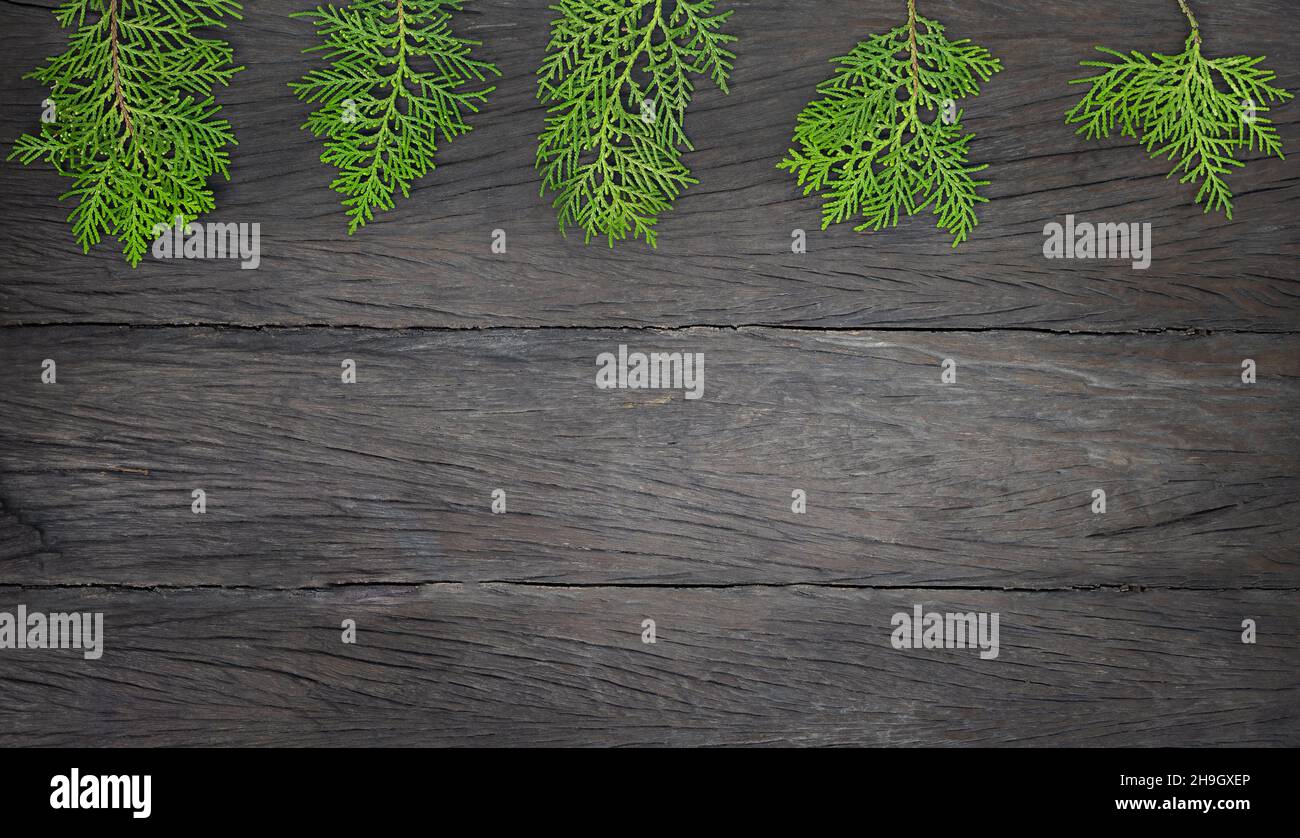 green thuja branches on a dark wooden background. Stock Photo