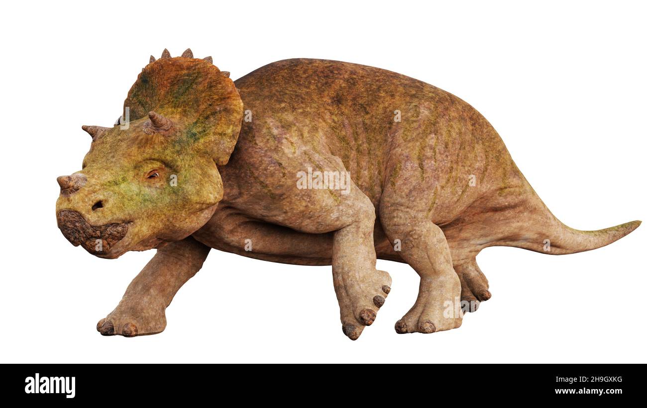 Triceratops horridus hatchling, cute dinosaur isolated on white background Stock Photo