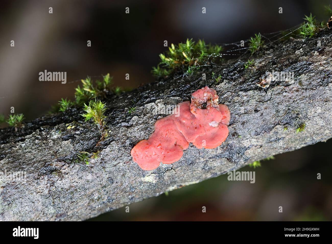 Cytidia salicina, commonly known as scarlet splash, wild mushroom from Finland Stock Photo