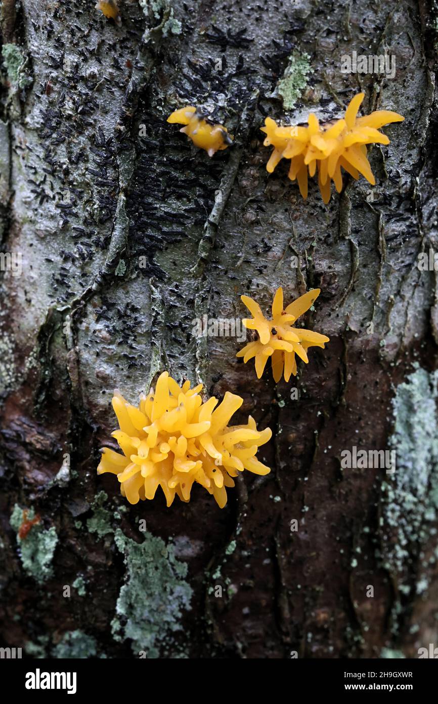 Calocera cornea, commonly known as Small Stagshorn, wild fungus from Finland Stock Photo