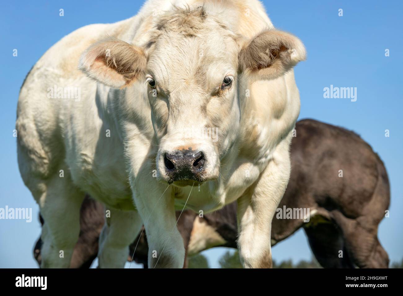 Muscular beef cow, approaching walking towards looking at the camera Stock Photo