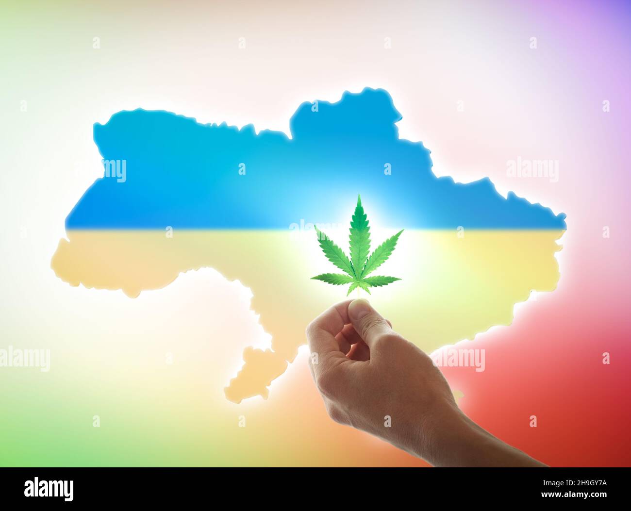 A woman's hand holds a cannabis leaf against the background of the Ukrainian flag and a map. The concept of cannabis legalization in Ukraine. Stock Photo