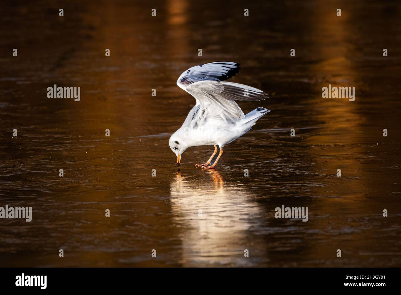 Black-Headed Gulls on a frozen pond during winter. Non breeding adult Black Headed Gulls with winter plumage. Stock Photo