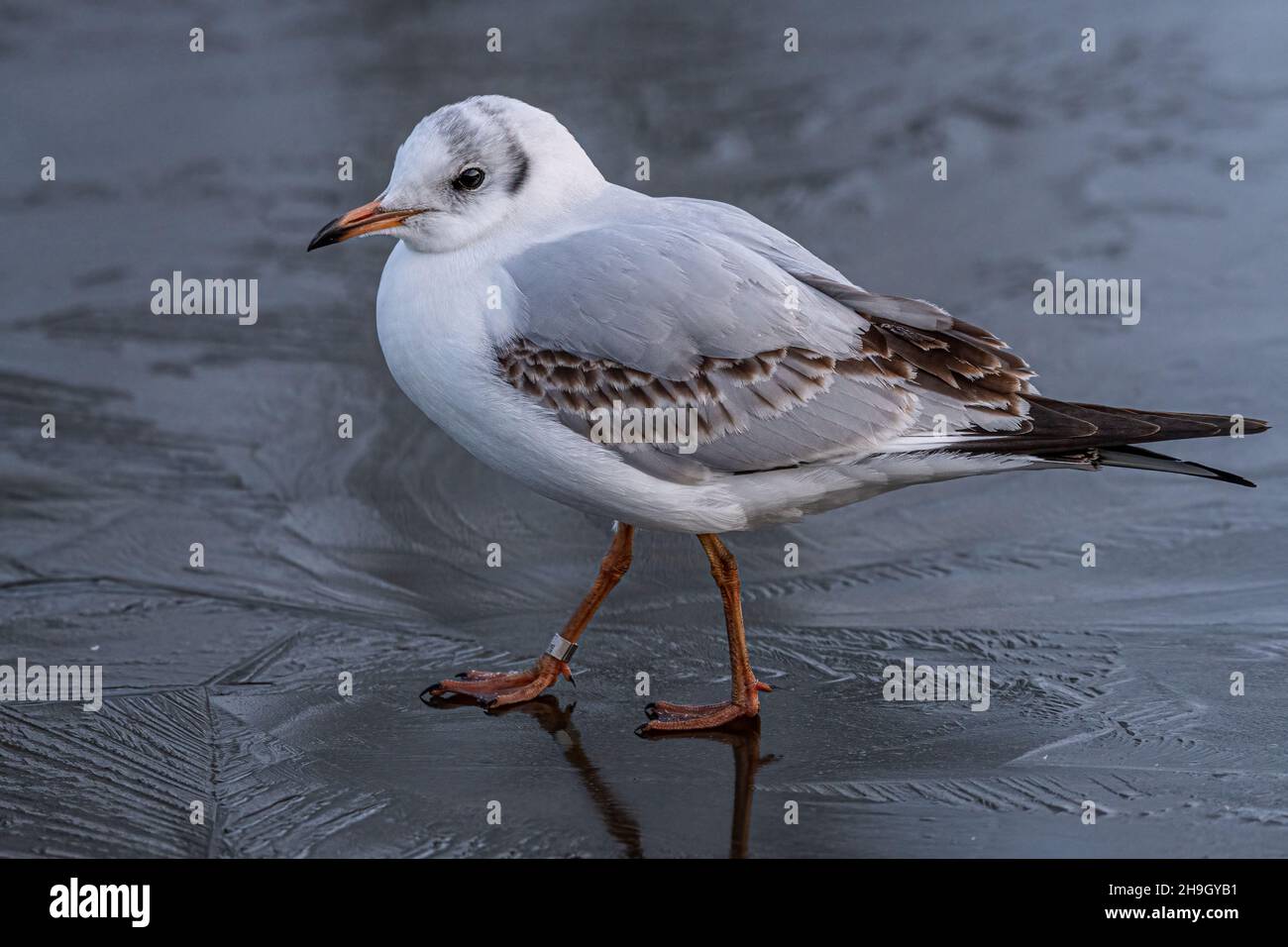 Black-Headed Gulls on a frozen pond during winter. Non breeding adult Black Headed Gulls with winter plumage. Stock Photo
