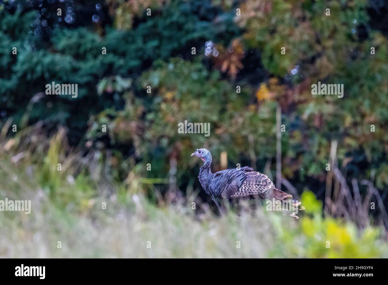 Turkeys In Minnesota Wild turkey out in a rural area near Lindstrom, Minnesota USA Stock ...