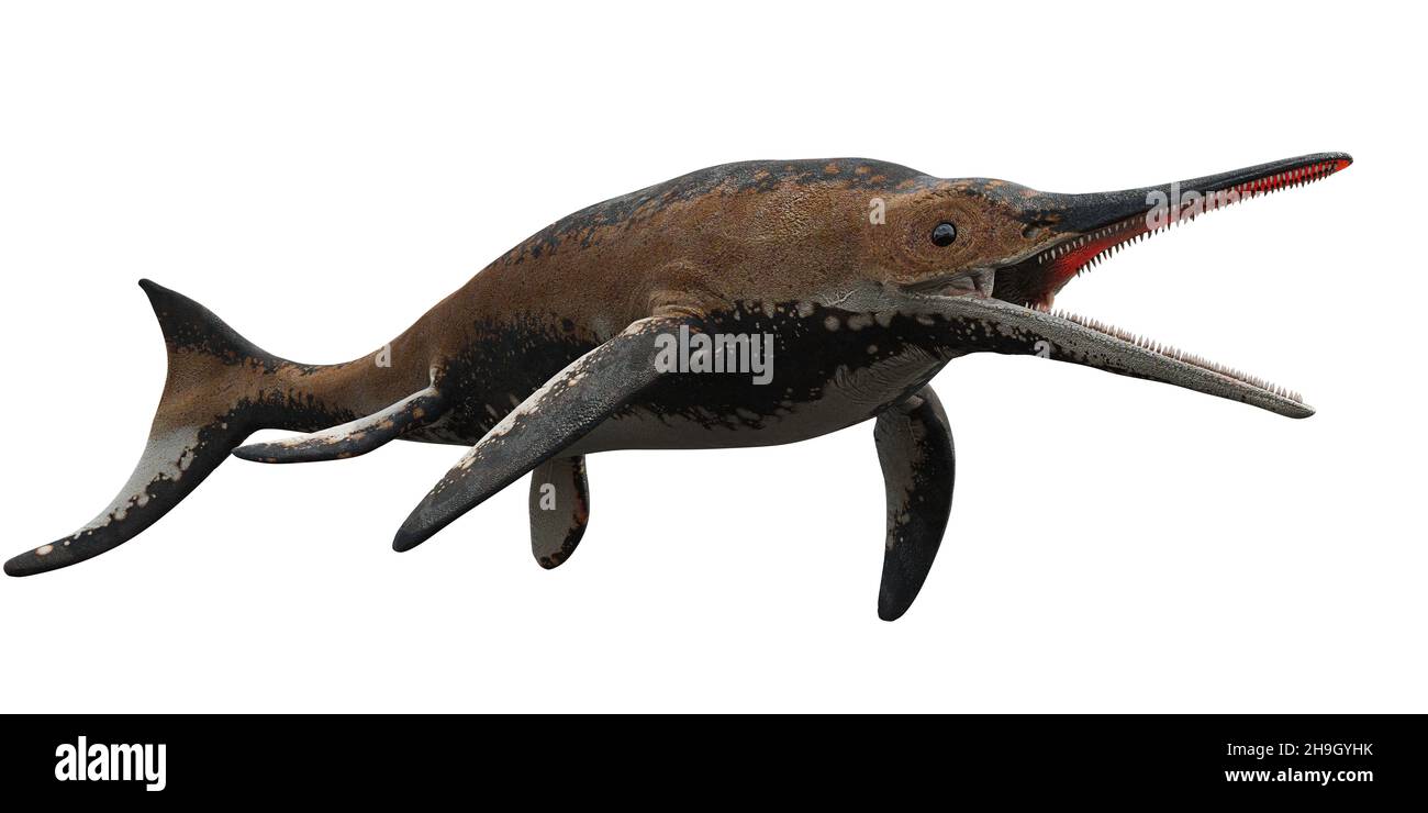 Shastasaurus, extinct marine reptile from Early Triassic to Late Cretaceous isolated on white background Stock Photo
