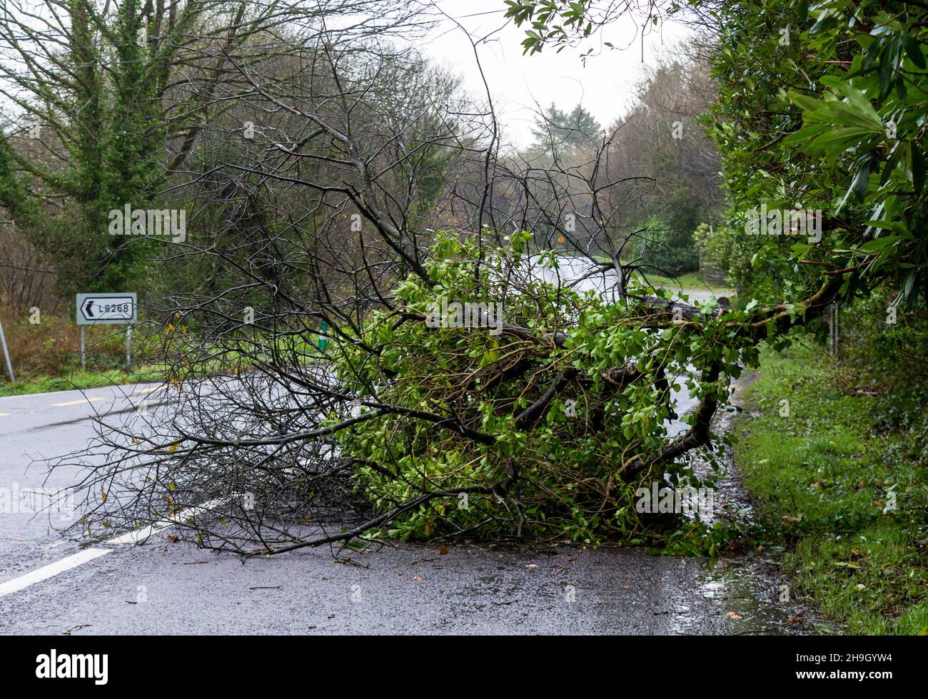 Fallen tree blocking road or highway Stock Photo