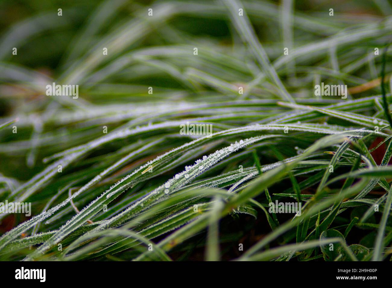 07 December 2021, Saxony-Anhalt, Magdeburg: Frozen dew covers the grasses of the Elbe meadows. The sun should rarely appear in the coming days. Only at the end of the week it could get a little brighter again. Otherwise, the sky should be covered in clouds. Photo: Klaus-Dietmar Gabbert/dpa-Zentralbild/ZB Stock Photo
