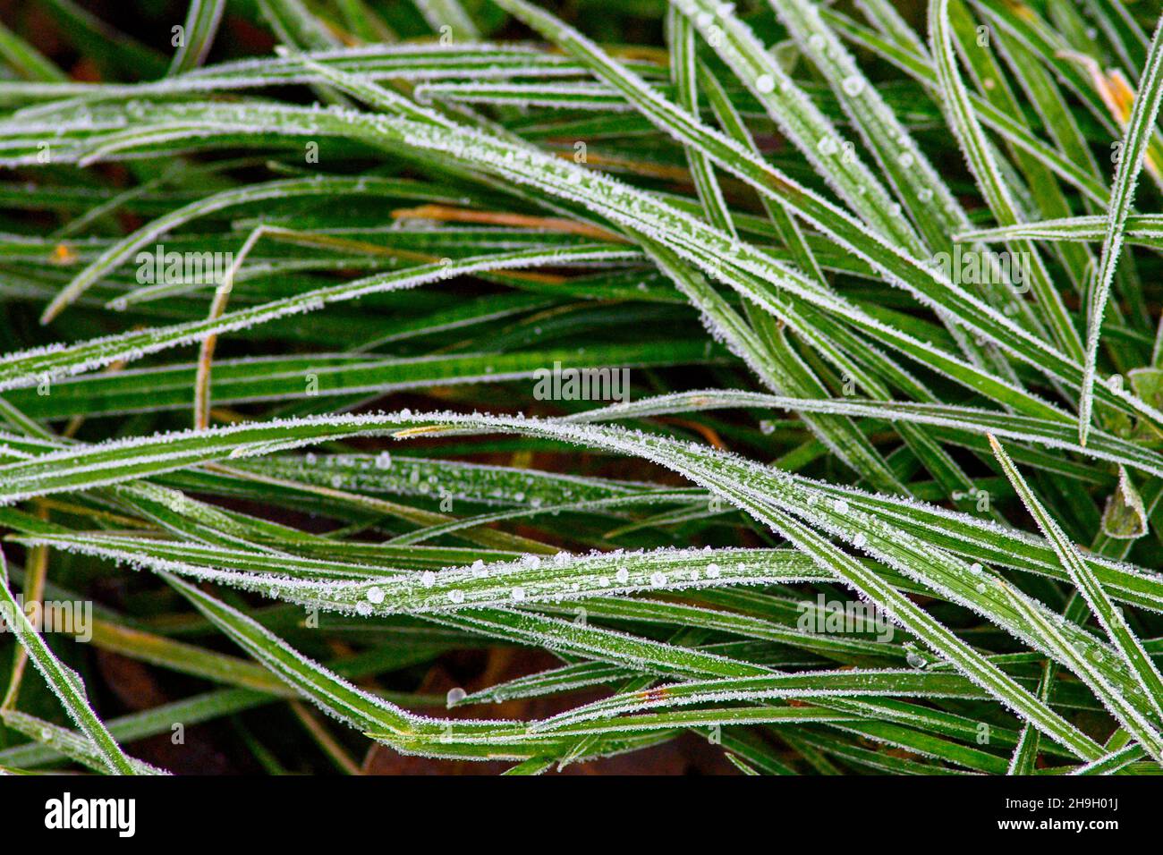 07 December 2021, Saxony-Anhalt, Magdeburg: Frozen dew covers the grasses of the Elbe meadows. The sun should rarely appear in the coming days. Only at the end of the week it could get a little brighter again. Otherwise, the sky should be covered in clouds. Photo: Klaus-Dietmar Gabbert/dpa-Zentralbild/ZB Stock Photo