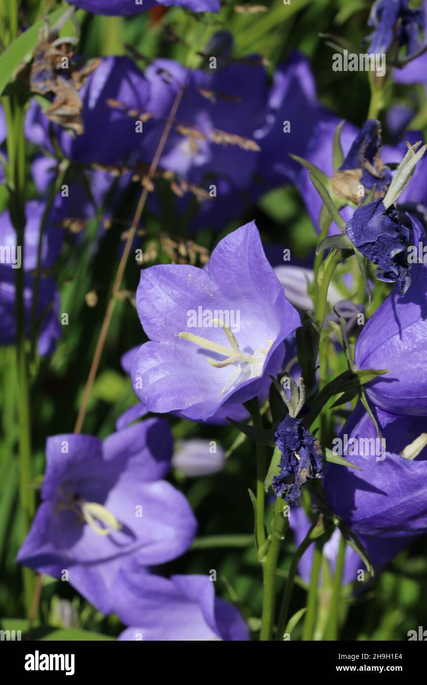 Blue canterbury bell, Campanula medium of unknown variety, flowers in close up with a blurred background of leaves and flowers. Stock Photo
