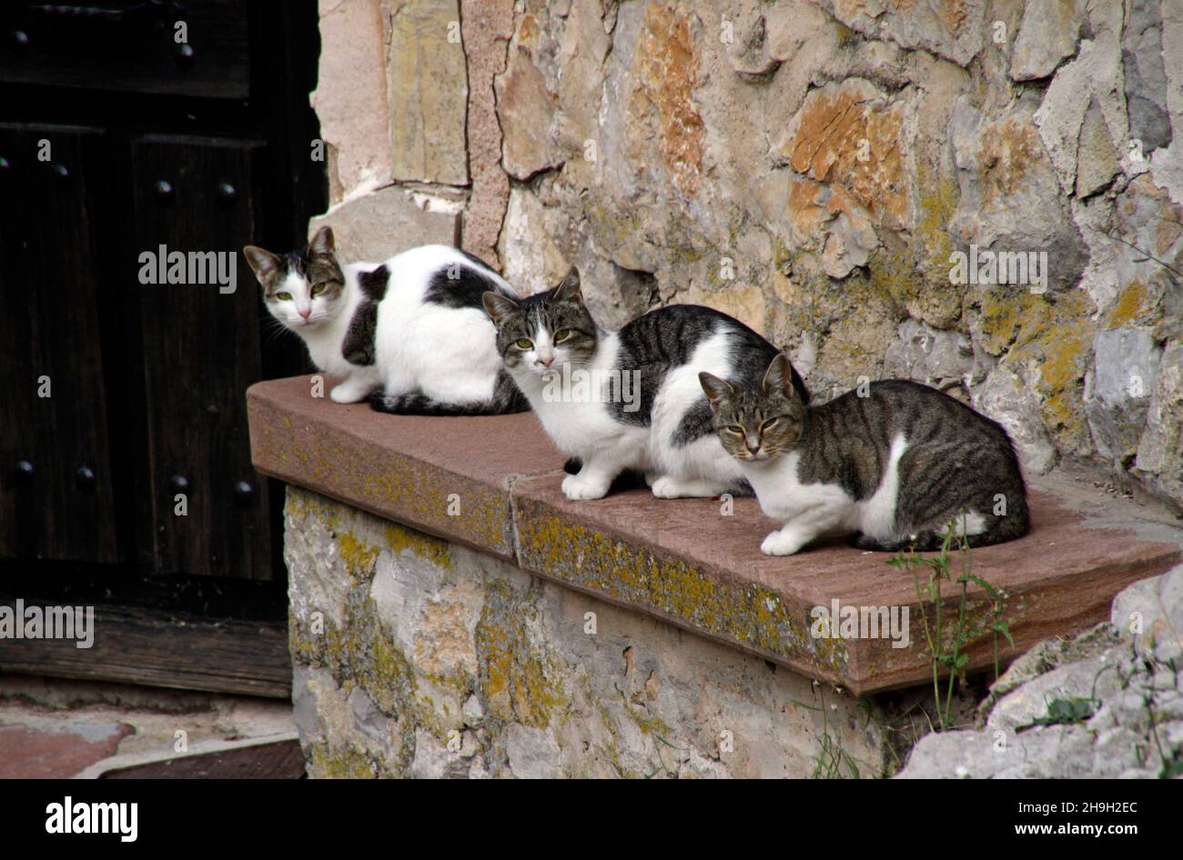 Three cats on a wall looking at the camera Stock Photo