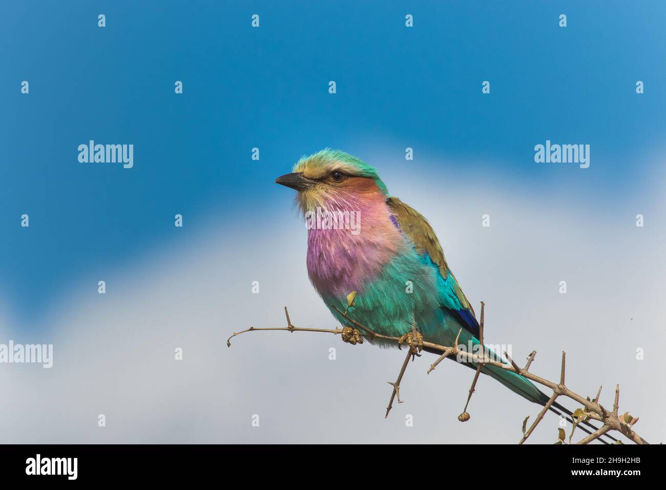 Liliac-breasted Roller perched on a thin branch against the blue sky, Kruger National Park. Stock Photo