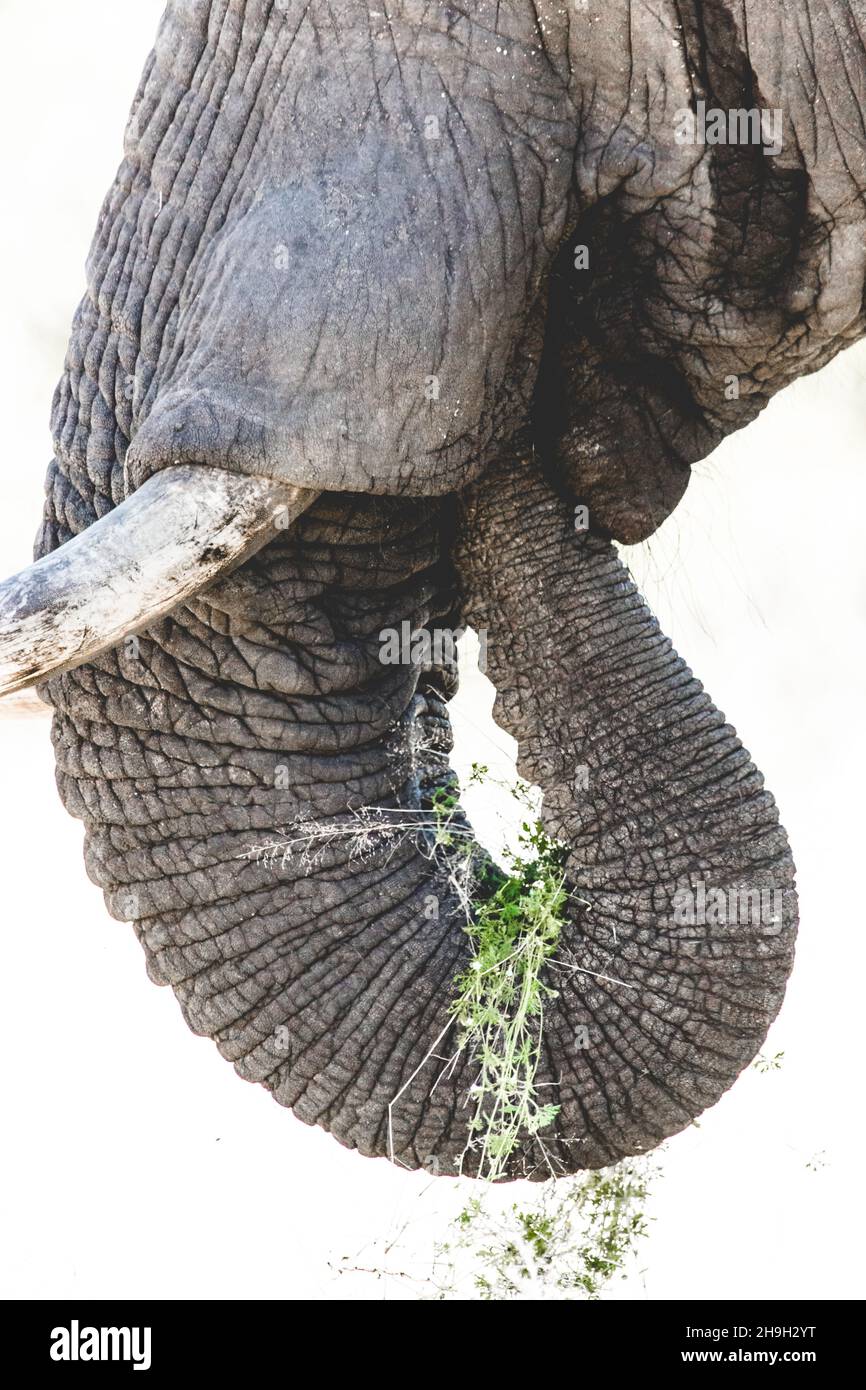 African iconic wildlife hi-res stock photography and images - Alamy