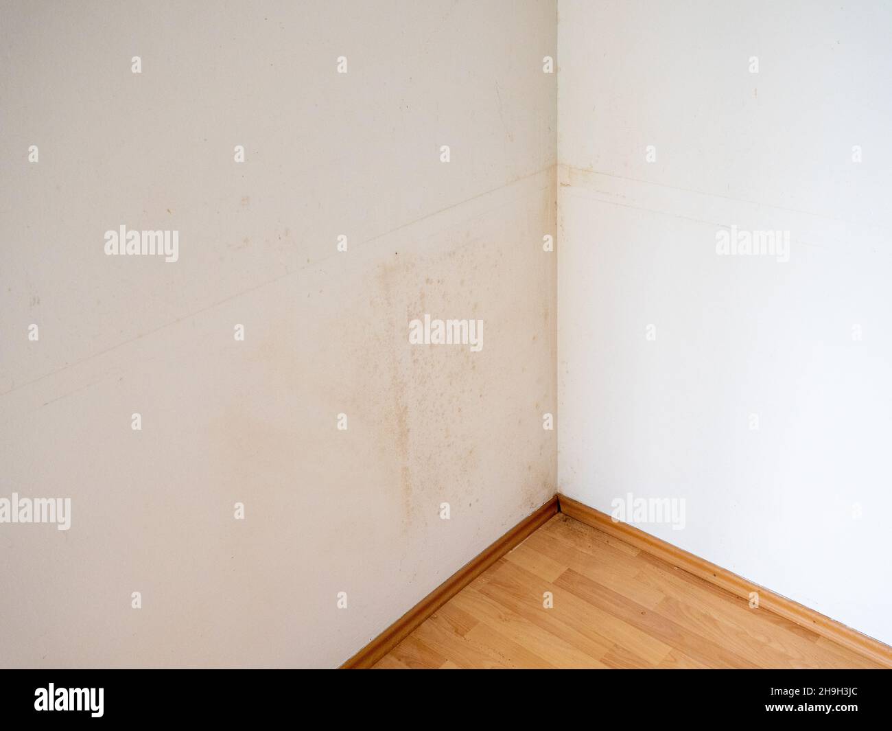 Mold on the wallpaper in the apartment Stock Photo Alamy