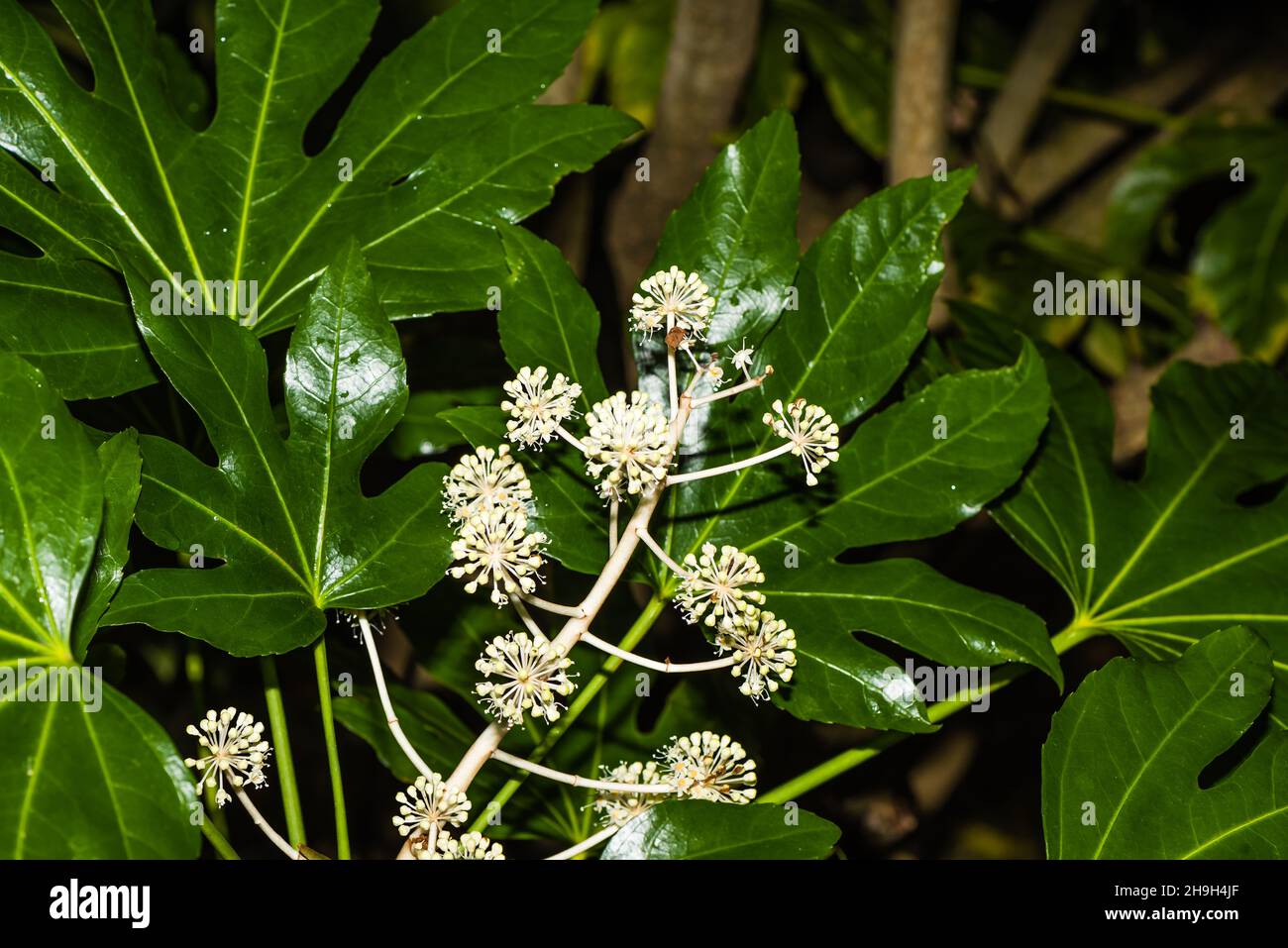 December in an English Country Garden - Fatsia Araliaceae. Stock Photo