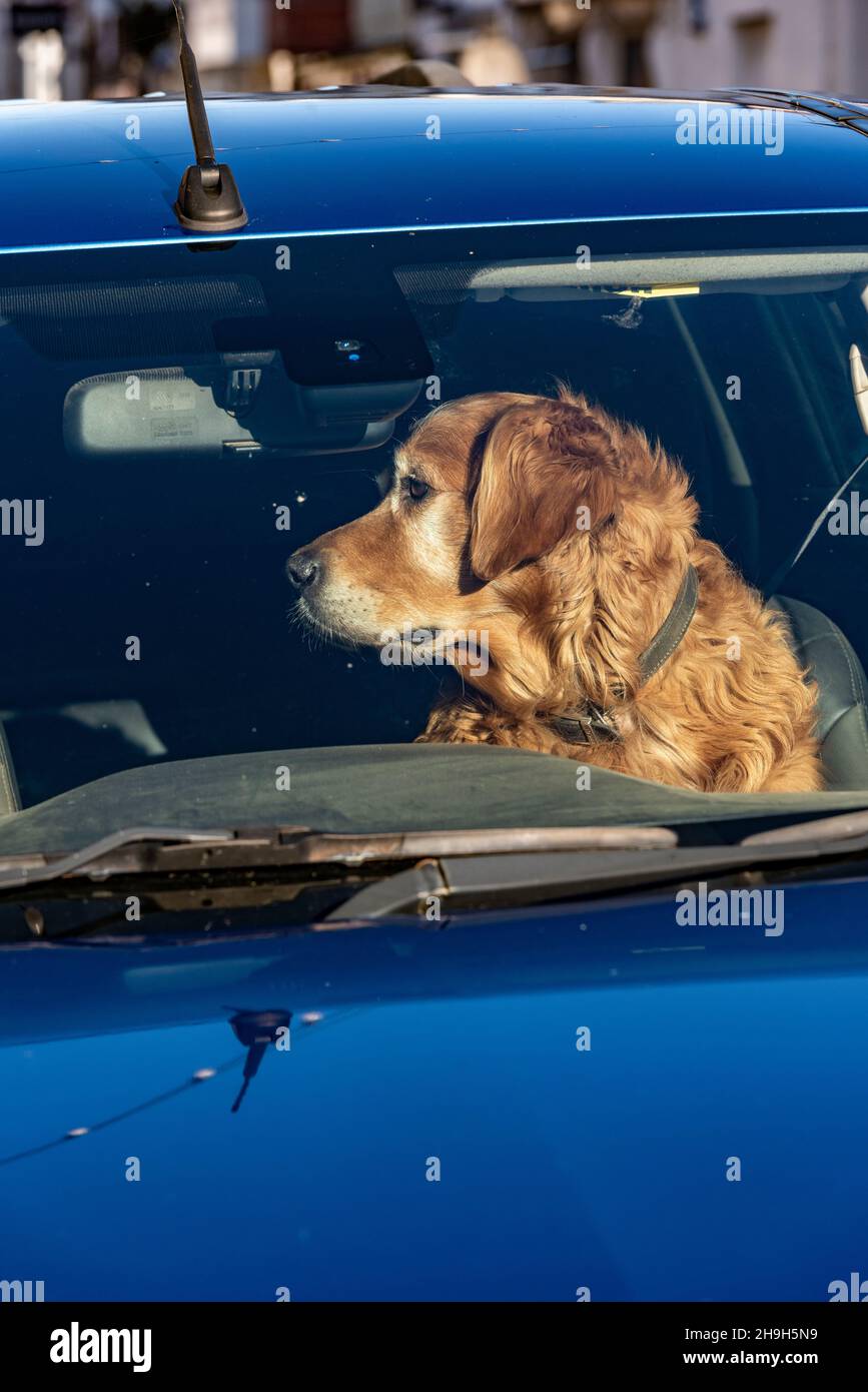 Can Dogs Sit In The Front Seat