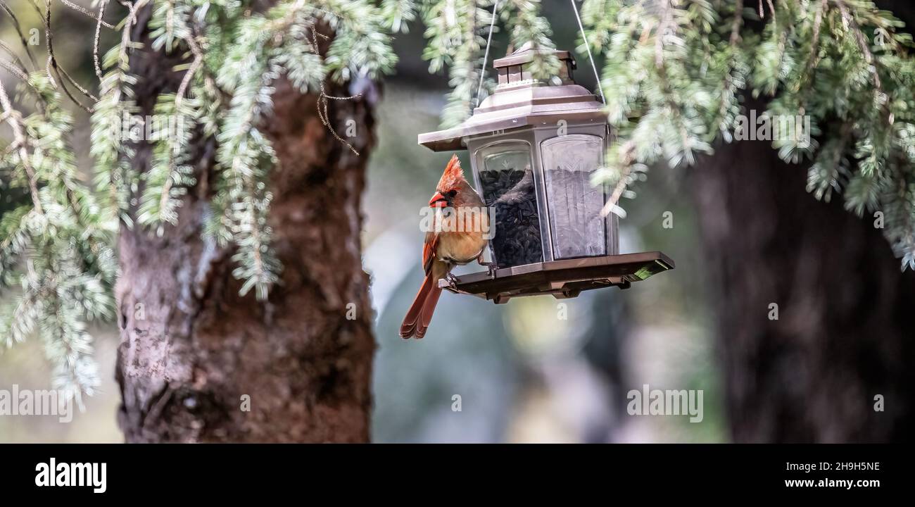 Female cardinal at a backyard bird feeder eating sunflower seeds in the springtime in Taylors Falls, Minnesota USA. Stock Photo