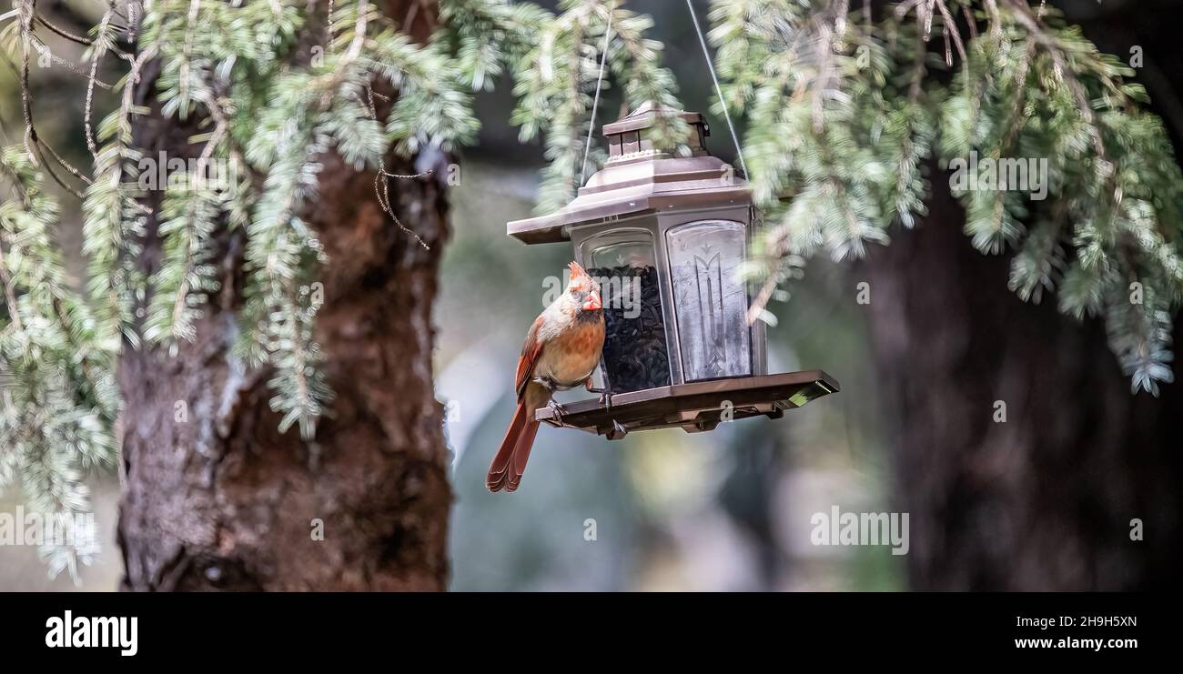 Female cardinal at a backyard bird feeder eating sunflower seeds in the springtime in Taylors Falls, Minnesota USA. Stock Photo