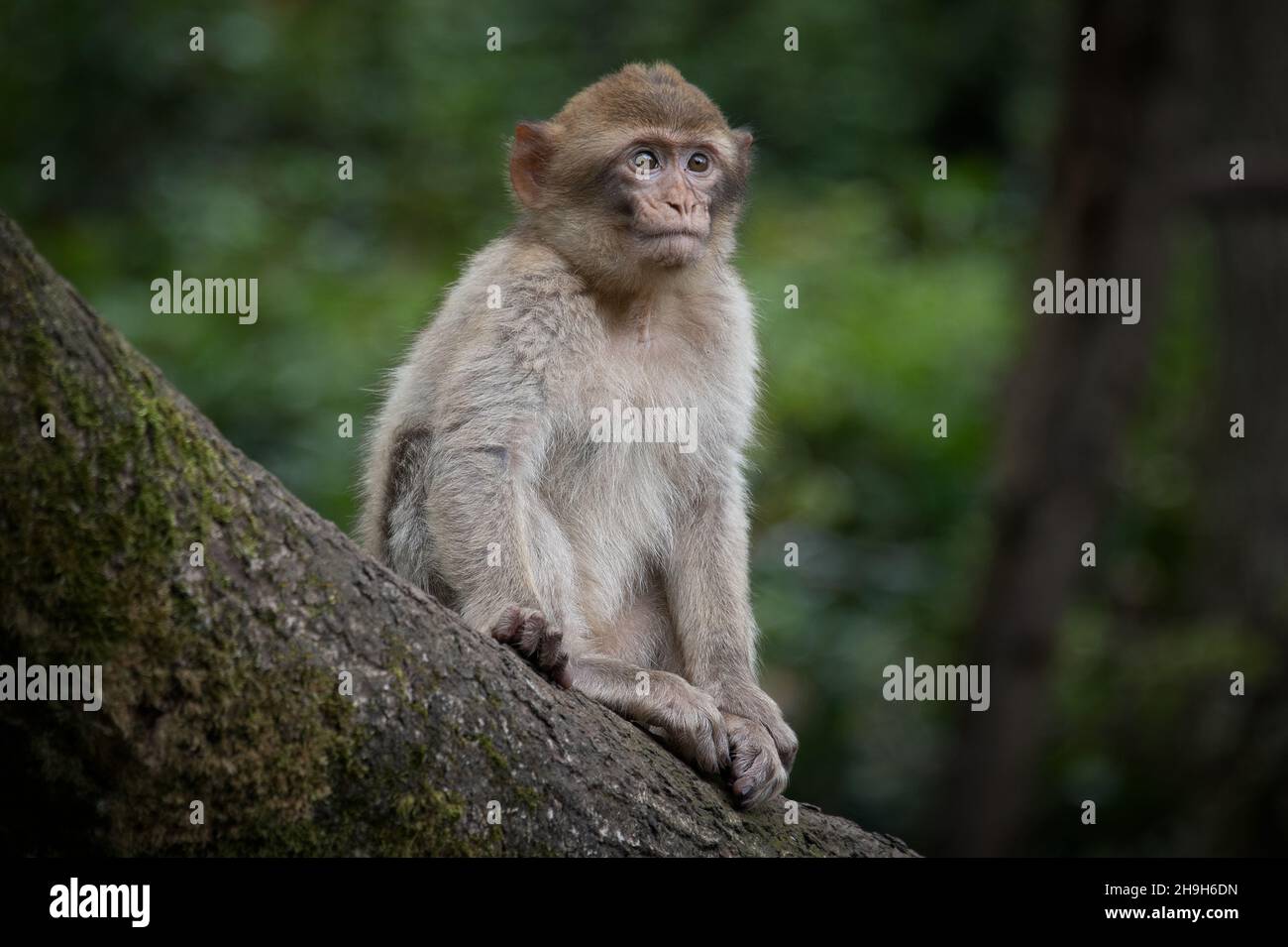 A close up portrait of a young barbary macaque sitting on a tree branch Stock Photo