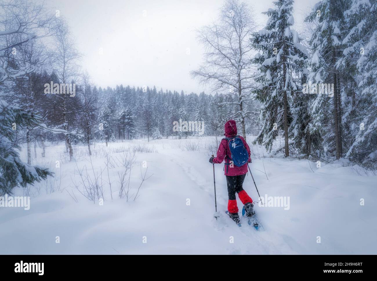 nice senior woman snowshoing in heavy snow fall in a winterly forest and moor landscape in the Bergenzer Wald area of Vorarlberg, Austria Stock Photo