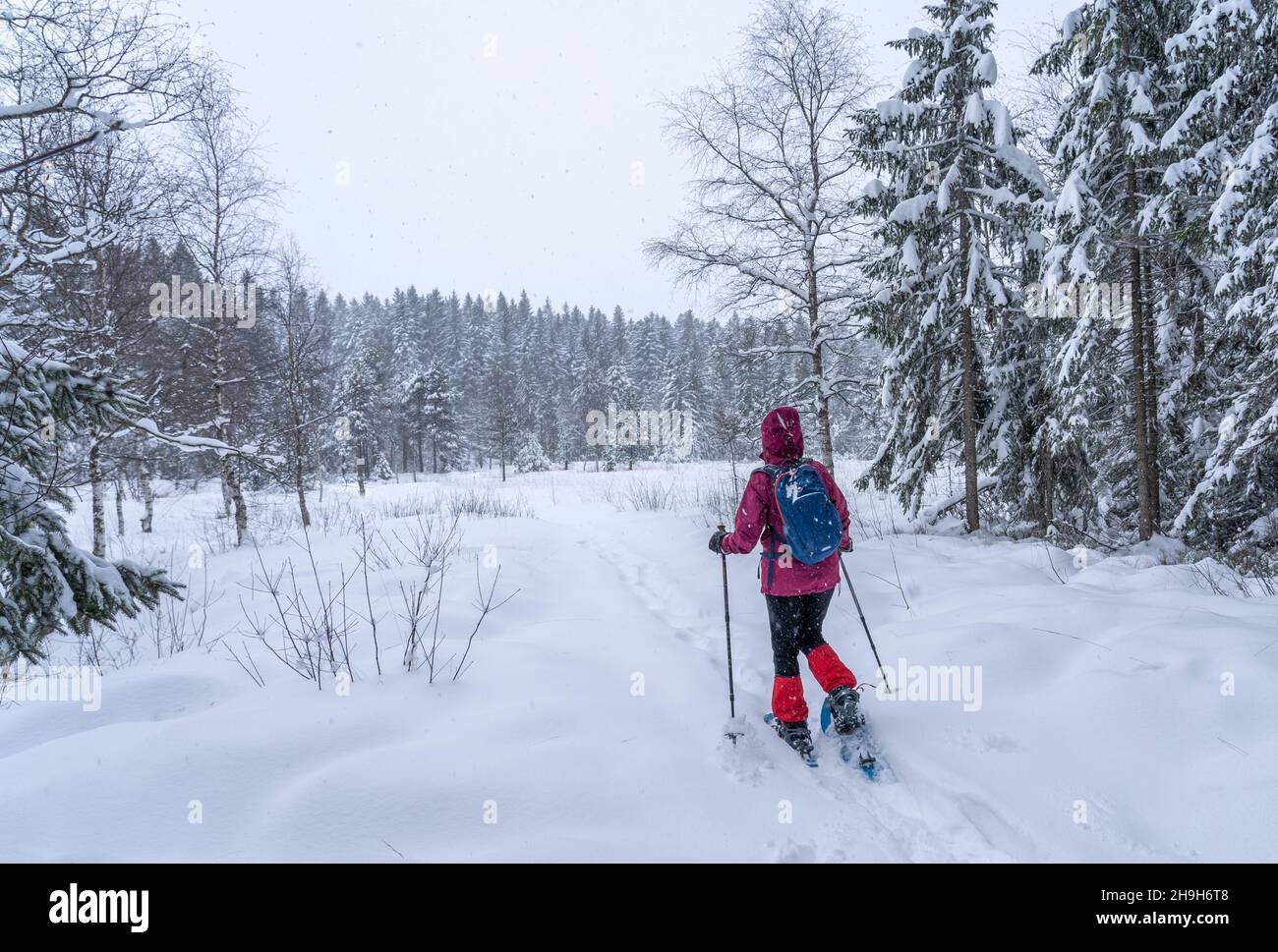 nice senior woman snowshoing in heavy snow fall in a winterly forest and moor landscape in the Bergenzer Wald area of Vorarlberg, Austria Stock Photo